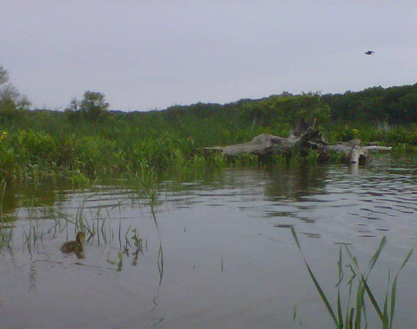 Kayaking the Dyke Marsh